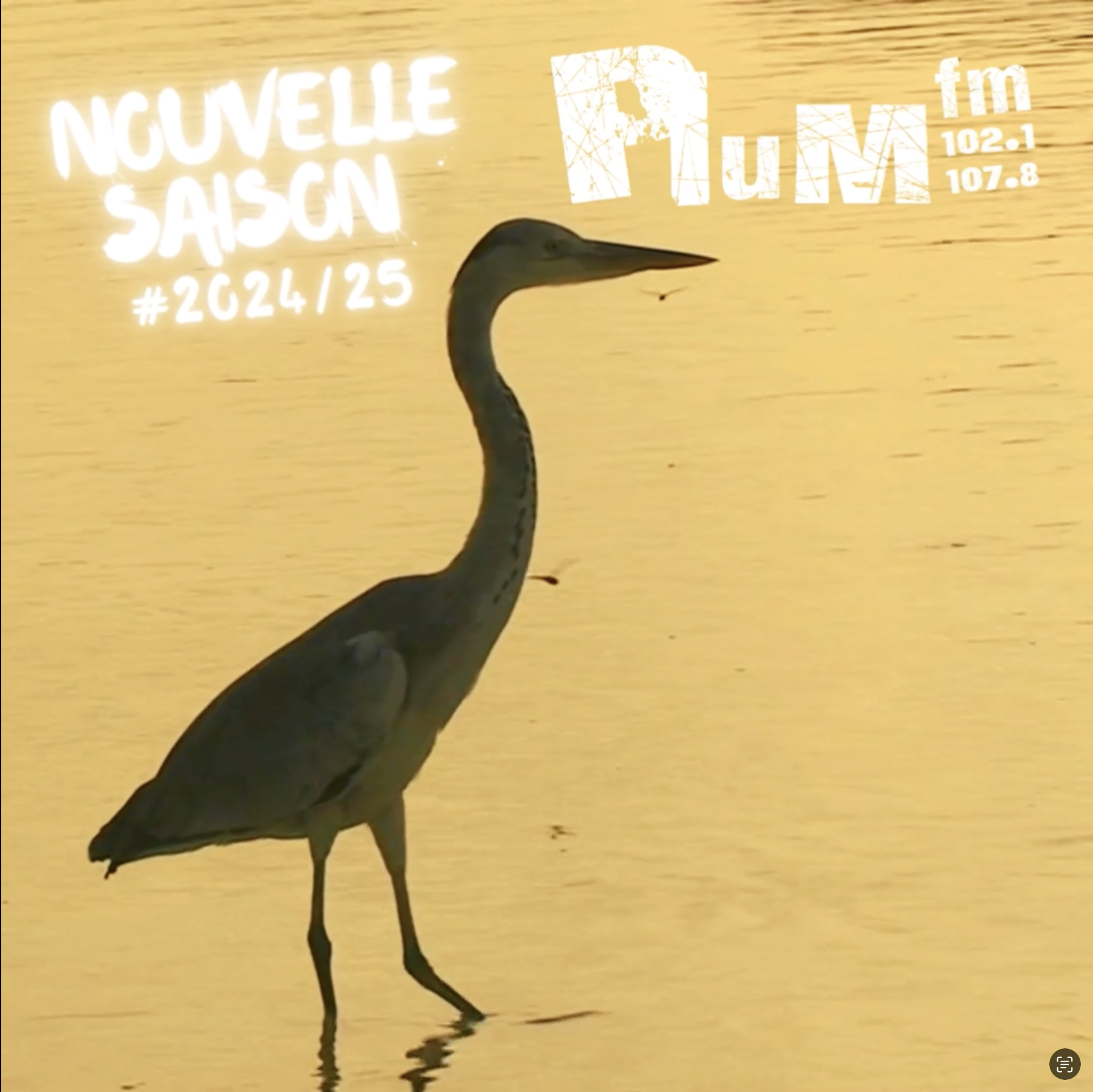 Saison 2024/25 sur Plum'Fm